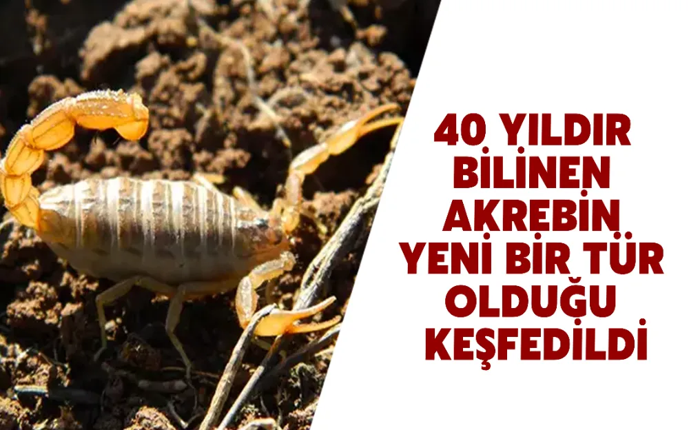 40 YILDIR BİLİNEN AKREBİN, YENİ BİR TÜR OLDUĞU KEŞFEDİLDİ