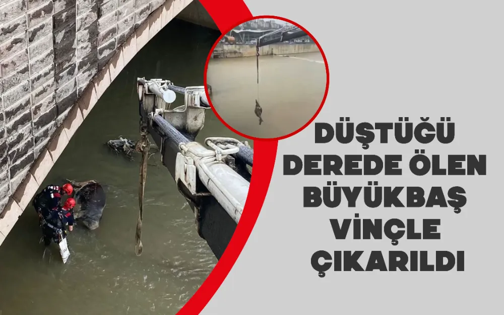 DÜŞTÜĞÜ  DEREDE ÖLEN  BÜYÜKBAŞ  VİNÇLE  ÇIKARILDI