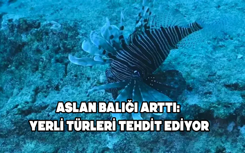 ASLAN BALIĞI ARTTI: YERLİ TÜRLERİ TEHDİT EDİYOR