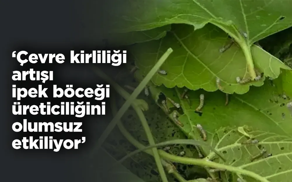 ‘Çevre kirliliği artışı ipek böceği üreticiliğini olumsuz etkiliyor’