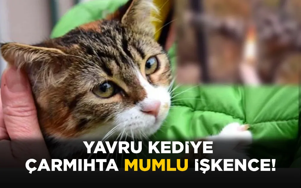 YAVRU KEDİYE ÇARMIHTA MUMLU İŞKENCE!