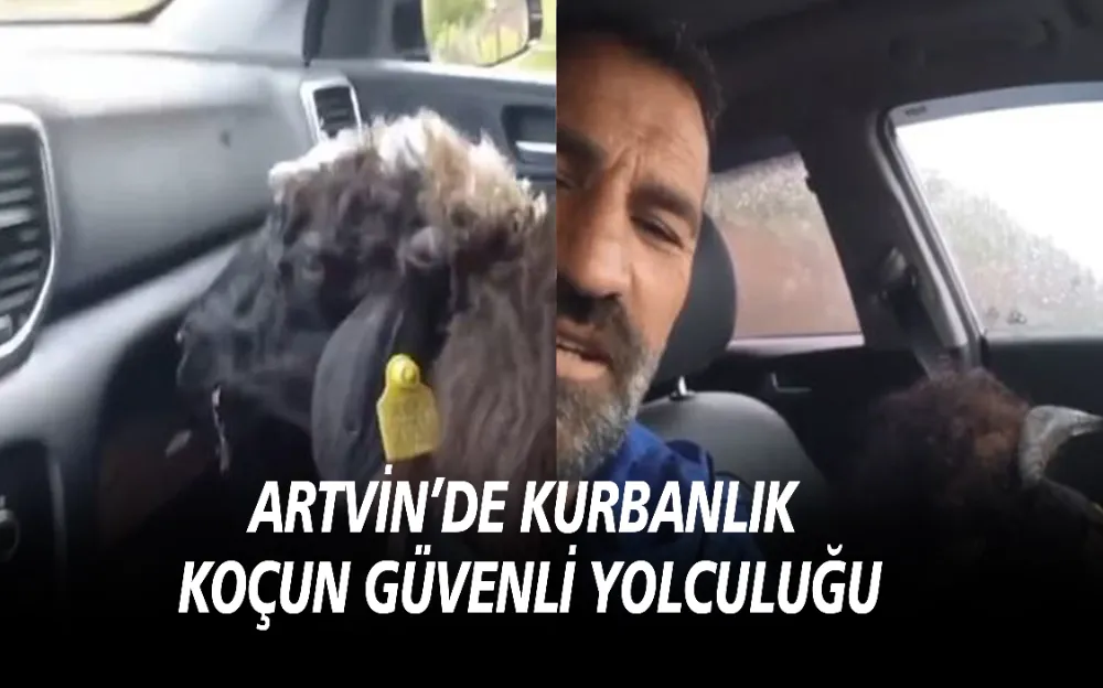 ARTVİN’DE KURBANLIK KOÇUN GÜVENLİ YOLCULUĞU