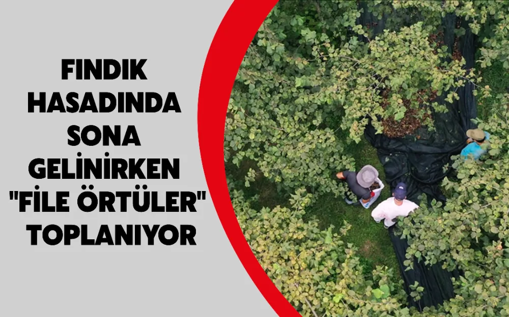 FINDIK HASADINDA SONA GELİNİRKEN 