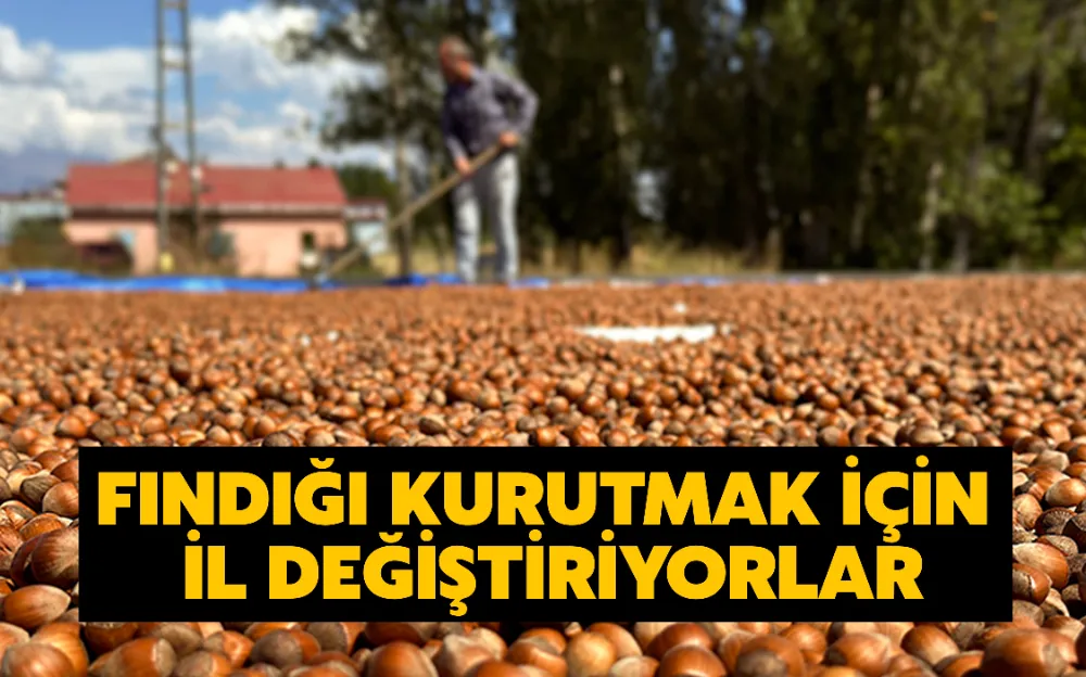 FINDIĞI KURUTMAK İÇİN İL DEĞİŞTİRİYORLAR